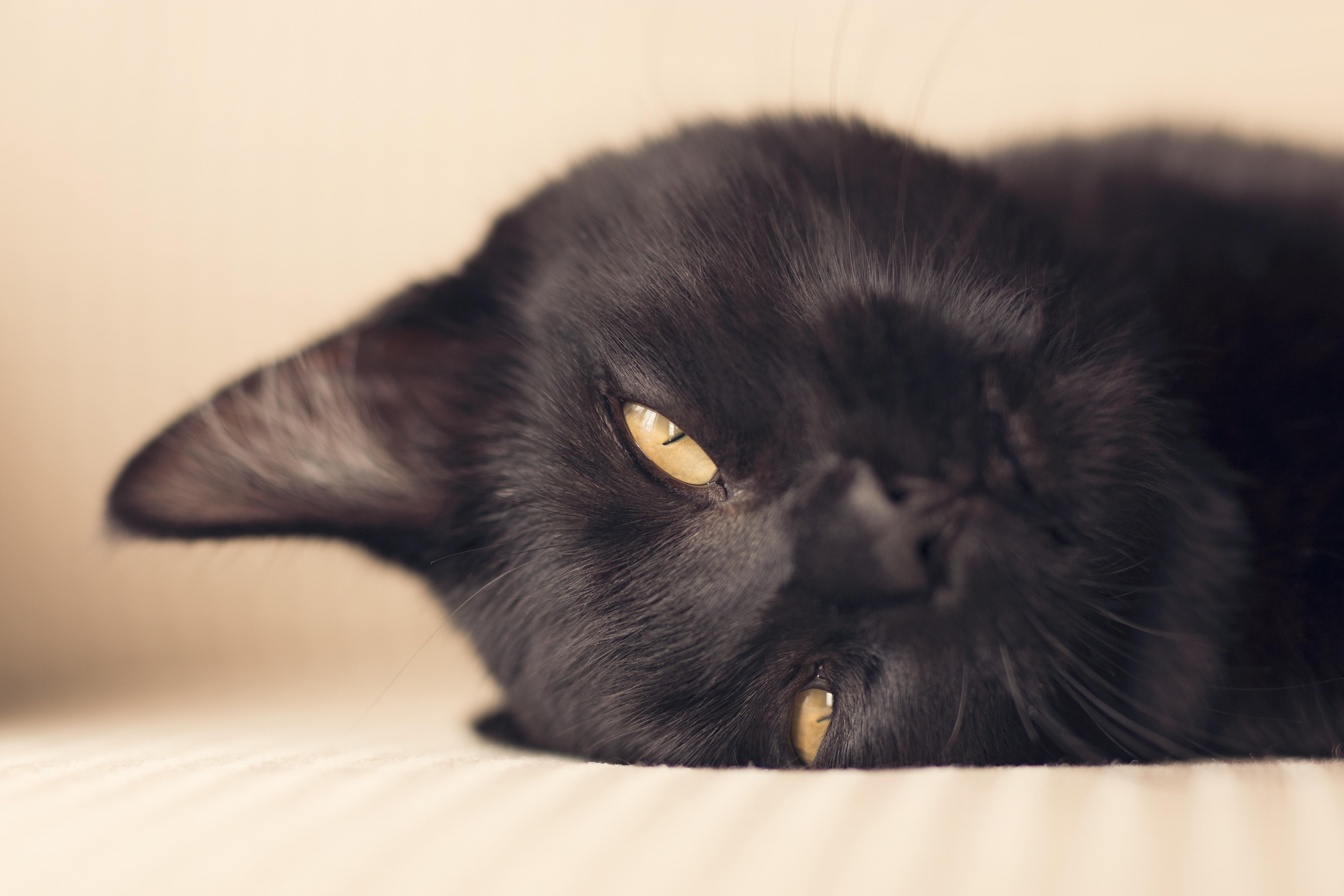 Tegnsætning Compulsion Tilslutte De Sorte Kattes Dag | Kattens værn