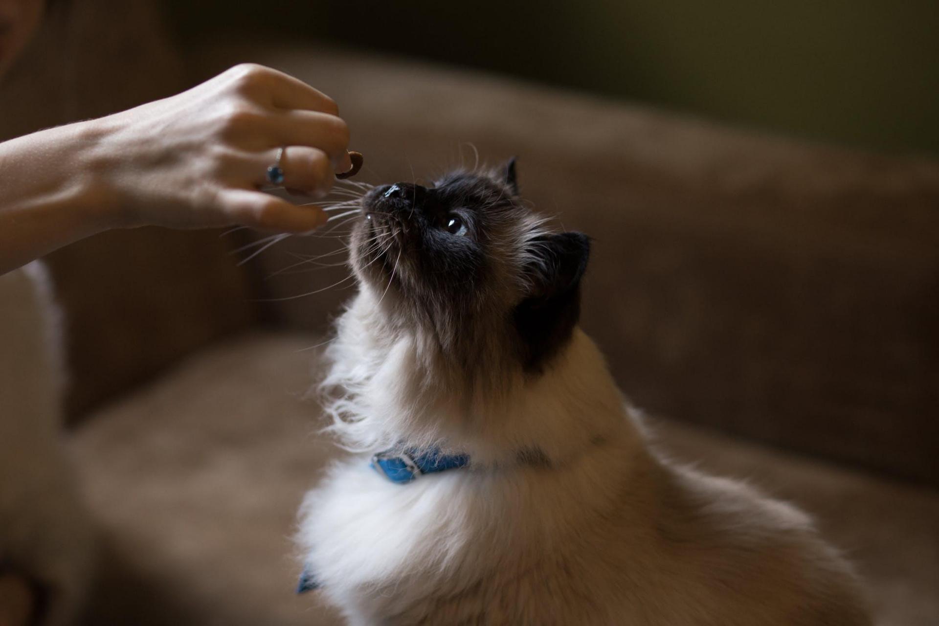 tro på Distribuere Joke Hvordan skal min kat fodres | Kattens værn