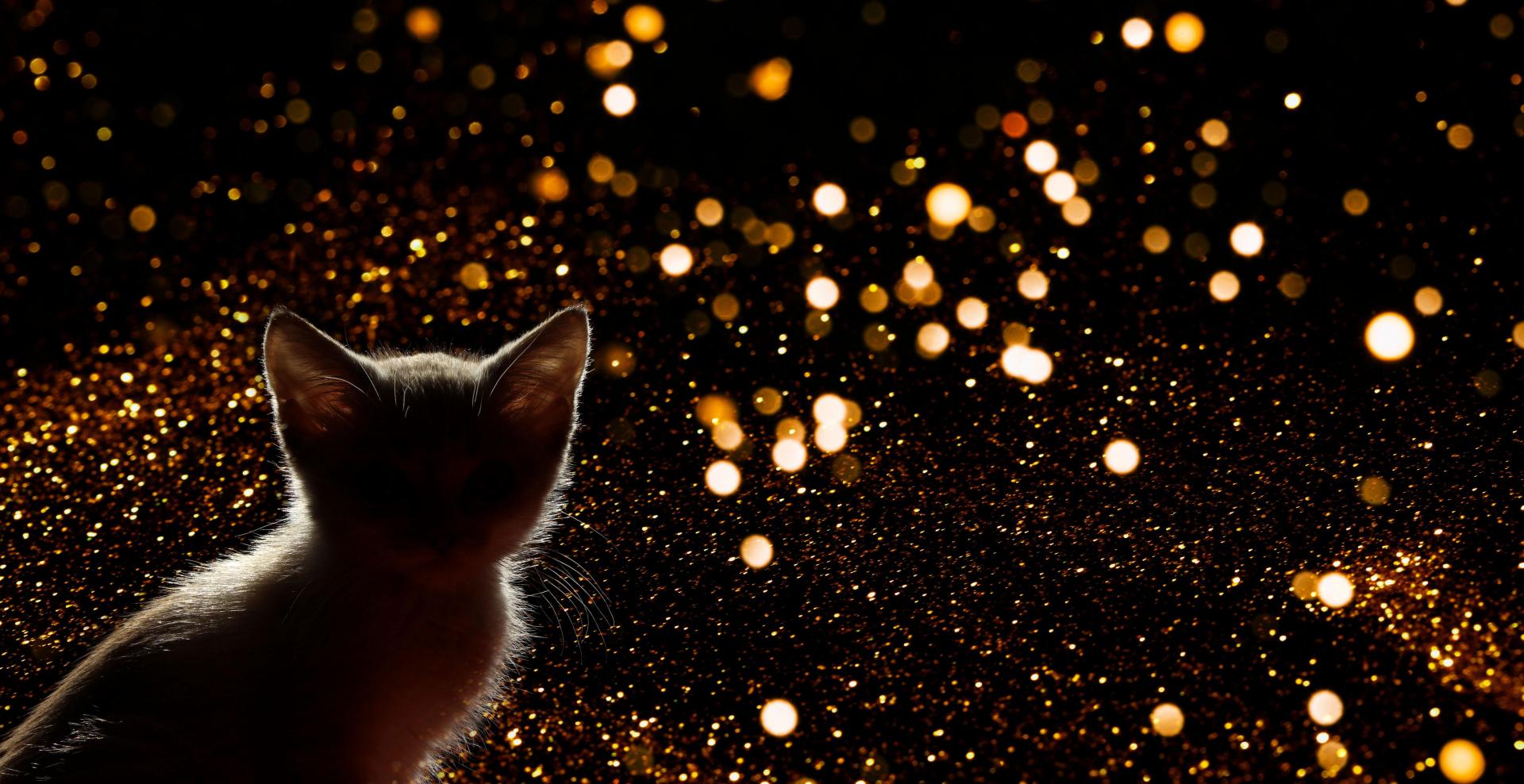 Se venligst peeling Umeki Katte kan også have nytårsangst | Kattens værn