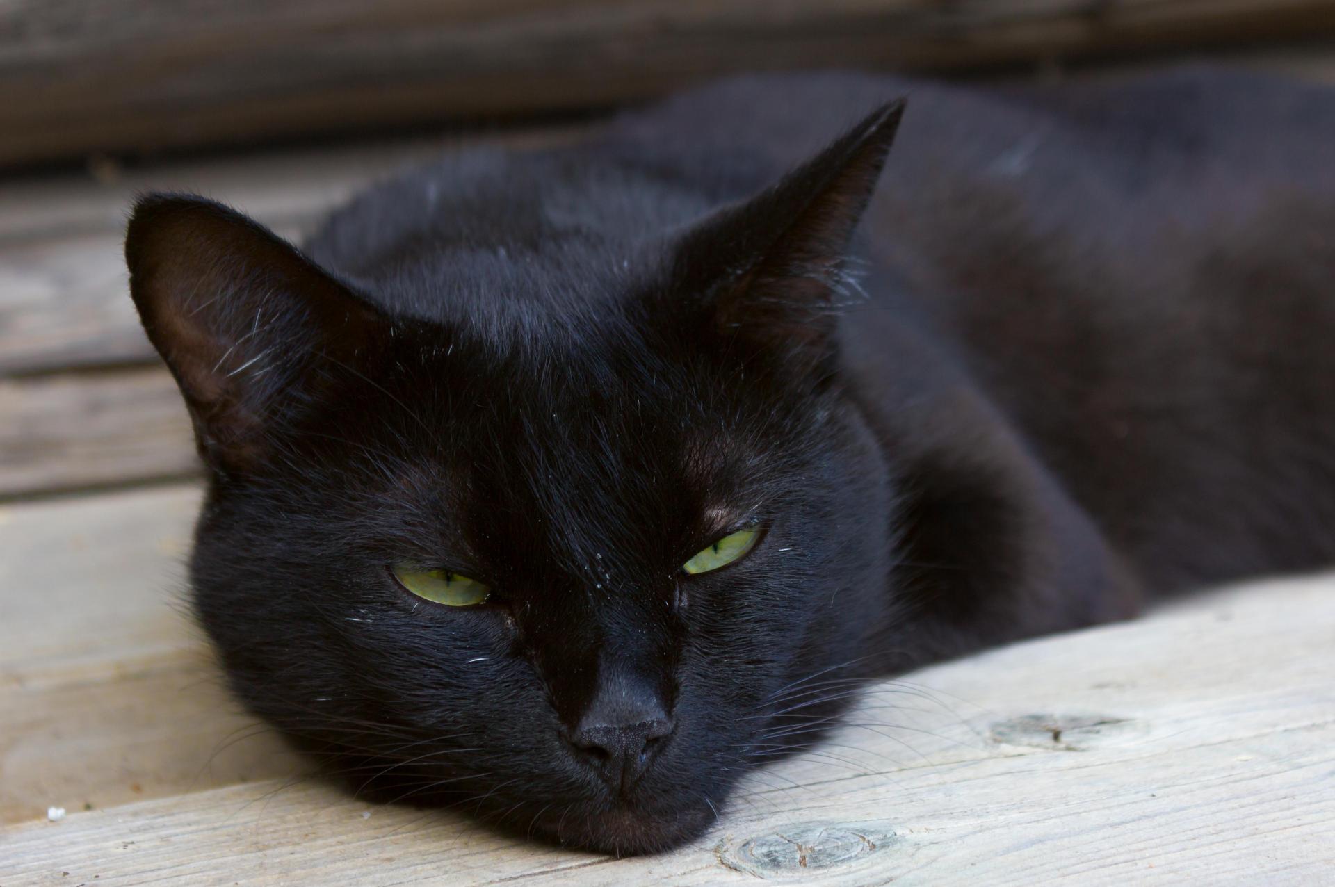 Tegnsætning Compulsion Tilslutte De Sorte Kattes Dag | Kattens værn