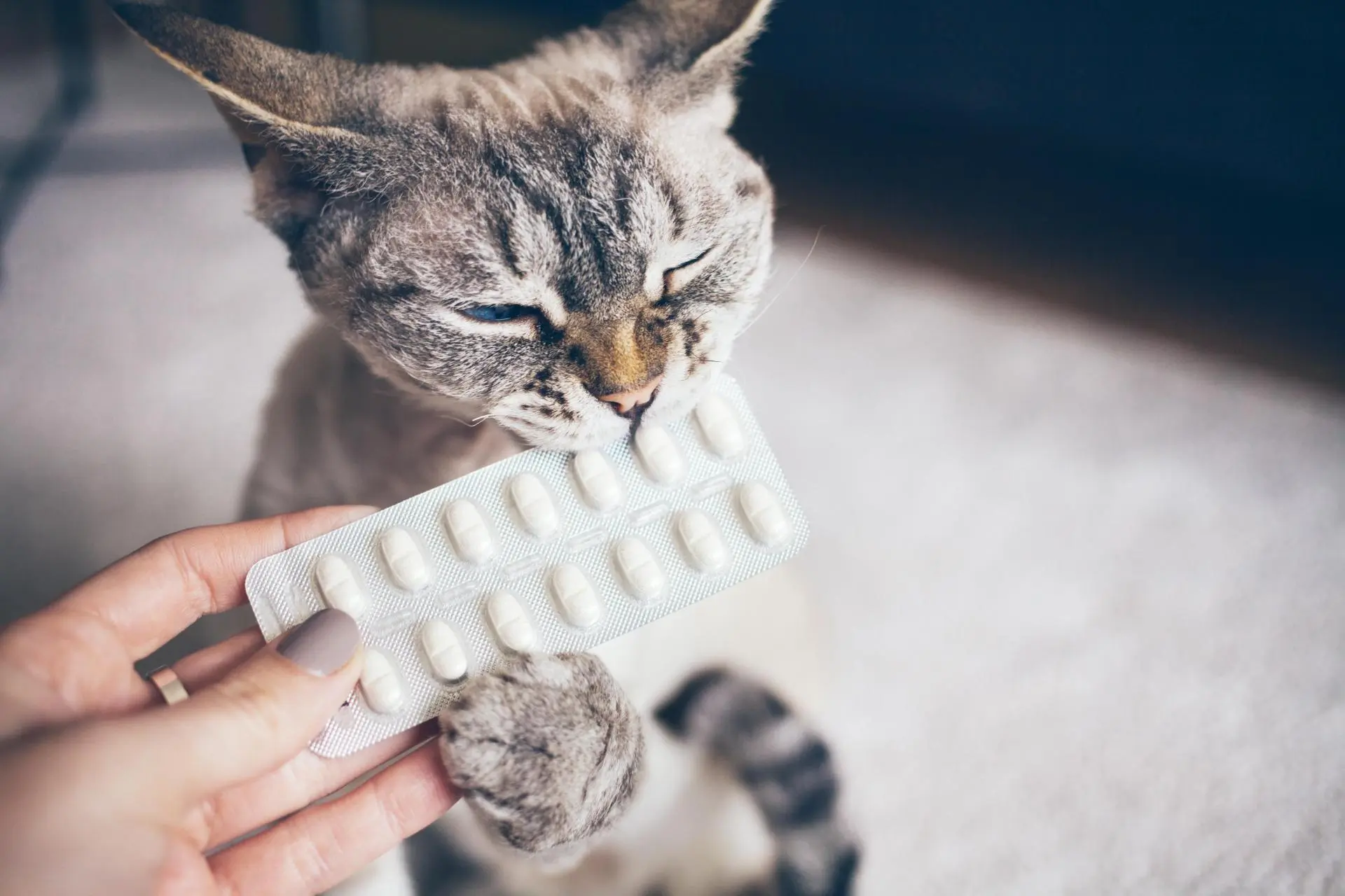 Hvordan giver jeg min kat tabletter1