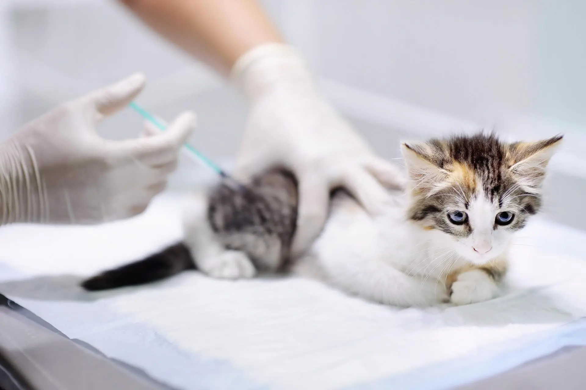 Hvorfor bør jeg få min kat vaccineret1