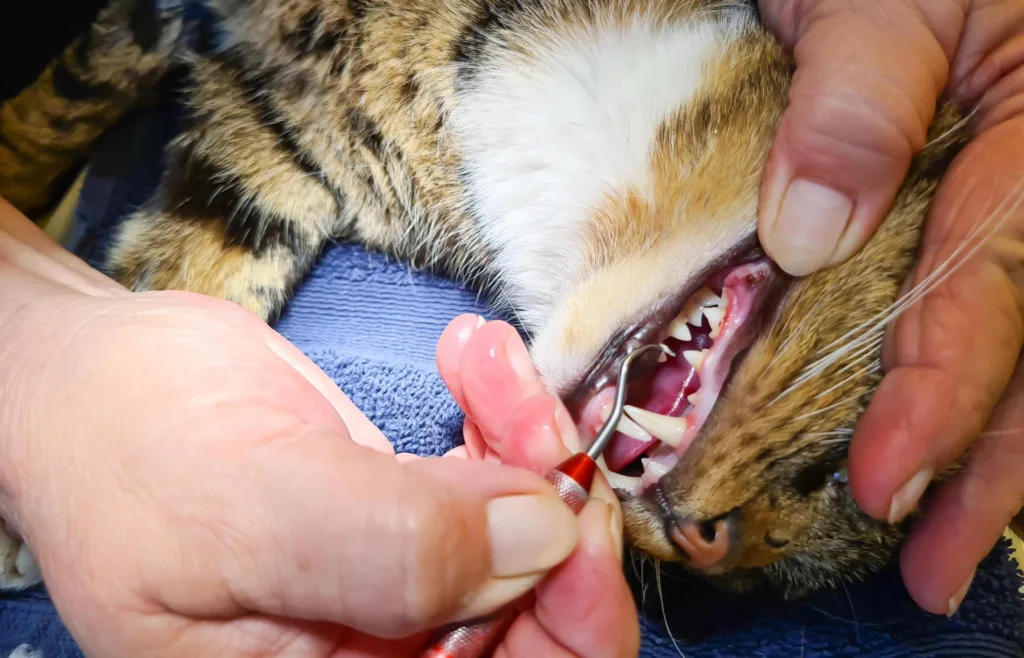 Skal jeg børste tænder på min kat2