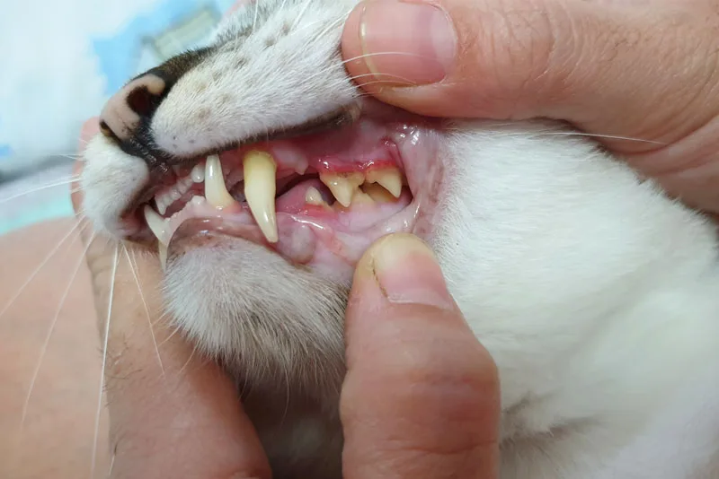 Tandkødsbetændelse - Kattens