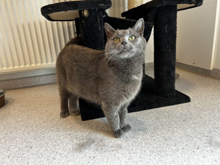 Madam Blå